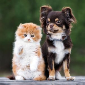 Pets